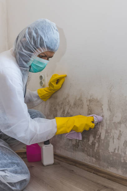 Best Mold Damage Restoration  in Alameda, CA